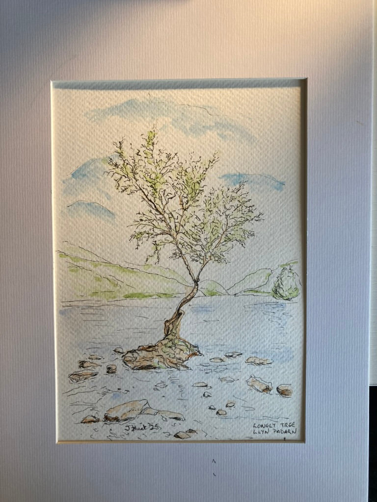 Lonely Tree, Llyn Padarn