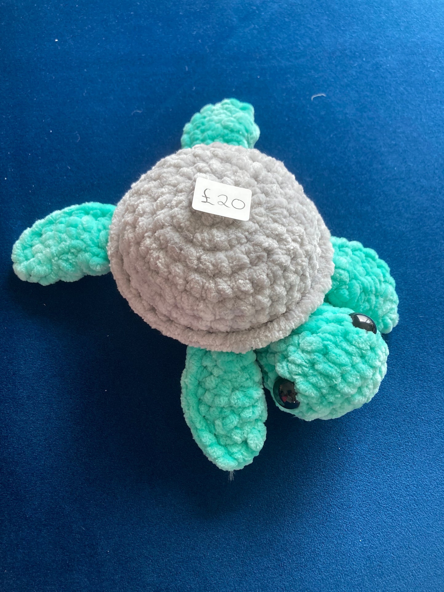 Turtle Grey and Turquoise