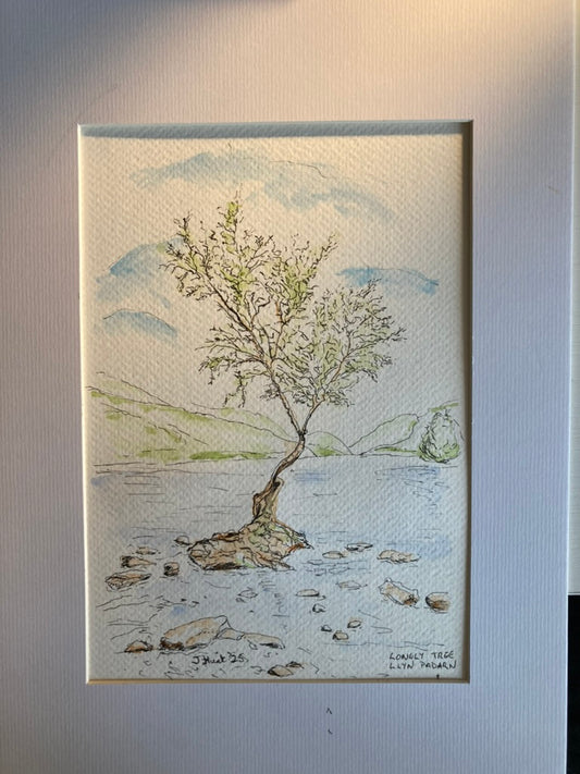 Lonely Tree, Llyn Padarn